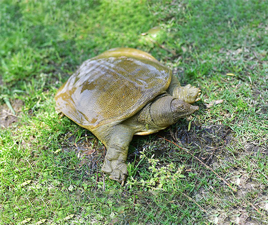 甲魚(yú)